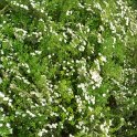 Spiraea virgata P2D (2)